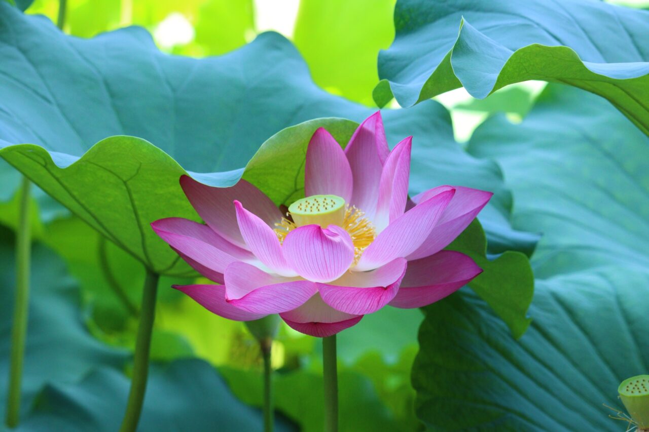 不忍池の蓮の花 2 撮影:みいみいEさん